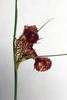 Seed capsule (Greensboro, NC)-Mid Summer