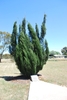 Form