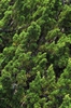 Juniperus chinensis 'Sargentii'