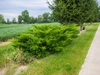 Juniperus chinensis 'Sea Green'
