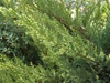 Juniperus chinensis'San-Jose'