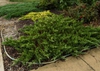 Juniperus chinensis 'Sargentii'