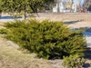 Juniperus chinensis 'Sea Green'
