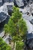 Juniperus chinensis 'Sargentii'