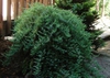 Juniperus conferta 'Blue Lagoon'