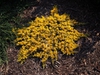 Juniperus horizontalis 'Mother Lode'