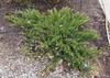 Form