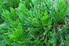 Form