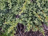 Juniperus-procumbens 'Kishiogima'