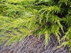 Branch