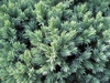 Juniperus squamata 'Blue Star'