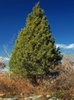 Juniperus virginiana