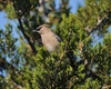 Juniperus virginiana