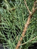 Juniperus virginiana 'Skyrocket'