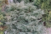small shrub with blue-gray foliage