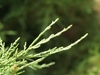 Close-up of scale-like leaves on slender shoots.