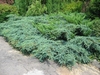 spreading conifer used as a ground cover at front of border.
