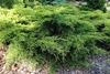 Low growing spreading species