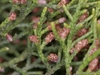 Scale leaves with small male cones on the tips of branches