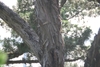 Bark