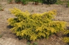'Saybrook Gold' Form