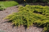 'Daubs Frosted' Form
