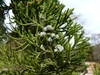 Cones and leaves