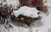 Juniperus chinensis "Skimpaku'