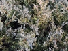 Juniperus chinensis 'Sargentii'