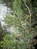 Juniperus chinensis