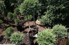 Juniperus chinensis 'Hetzii Glauca'
