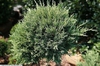 Juniperus chinensis 'Hetzii Glauca'
