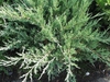 Juniperus chinensis 'Hetzii Glauca'
