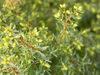 Juniperus communis 'Gold Cone'
