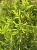 Juniperus communis 'Gold Cone'