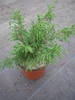 Nursery stock; a small juniper in a plastic pot.