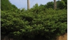 Chrysojasminum parkeri