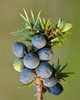 Round blue female cones