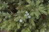 Leaves and blue female cones