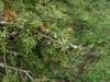 Branch with needles and green (immature) female cones.