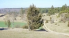 Upright, somewhat conical conifer in a landscape