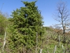 Upright, somewhat conical conifer in a landscape