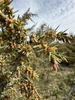 Branch with needles and small male cones.