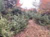 Path flanked by shrubby junipers