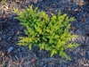 Juniperus conferta 'All-Gold'
