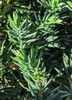 Juniperus conferta 'Pacific Blue'