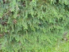 Juniperus conferta 'Blue Pacific'