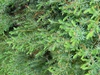Juniperus conferta 'Blue Pacific'