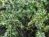 Juniperus conferta 'Pacific Blue'