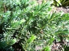 Juniperus conferta 'blue pacific'